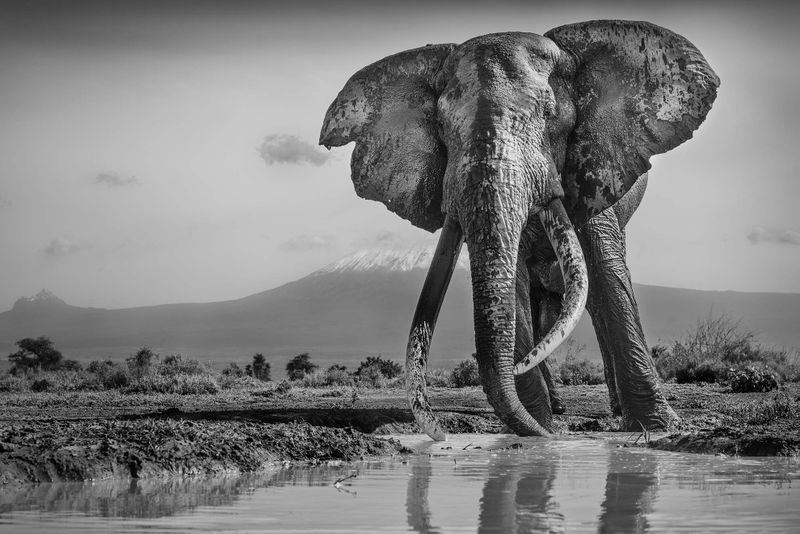 The snows of kilimanjaro II